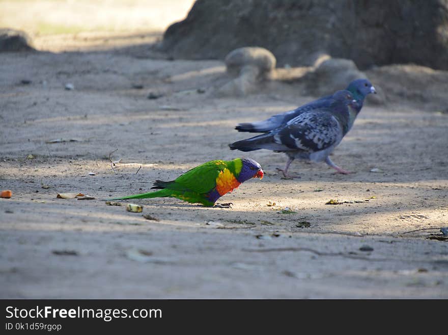 Bird, Fauna, Beak, Feather