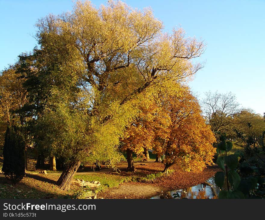 Tree, Nature, Woody Plant, Autumn