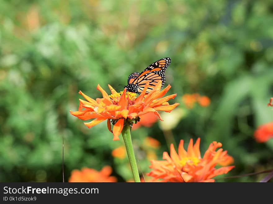 Butterfly, Flower, Brush Footed Butterfly, Nectar