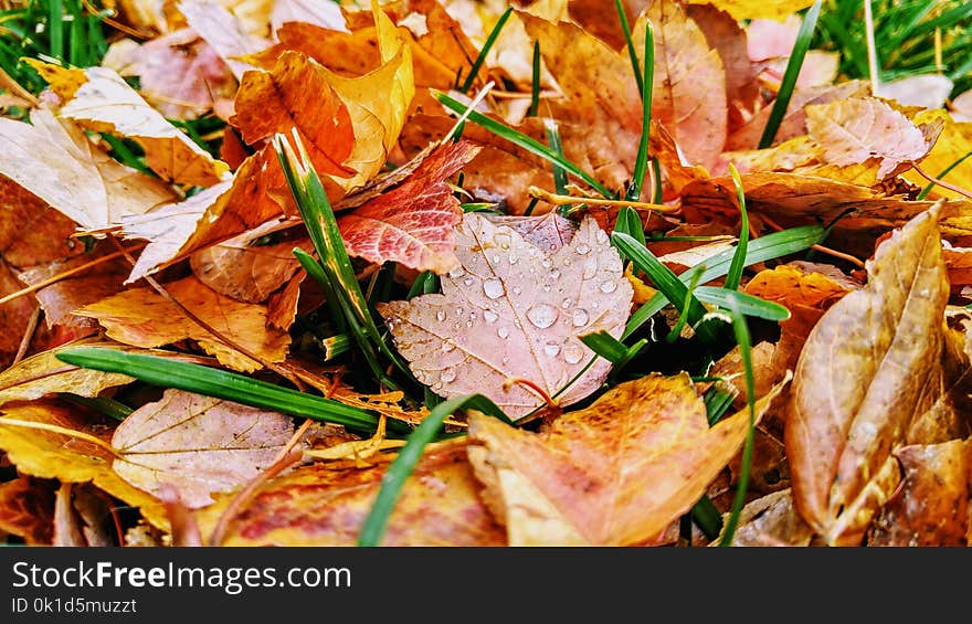 Leaf, Dish, Food, Autumn