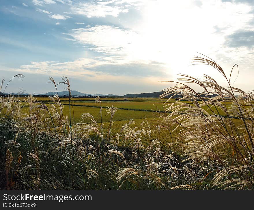 Sky, Field, Ecosystem, Vegetation