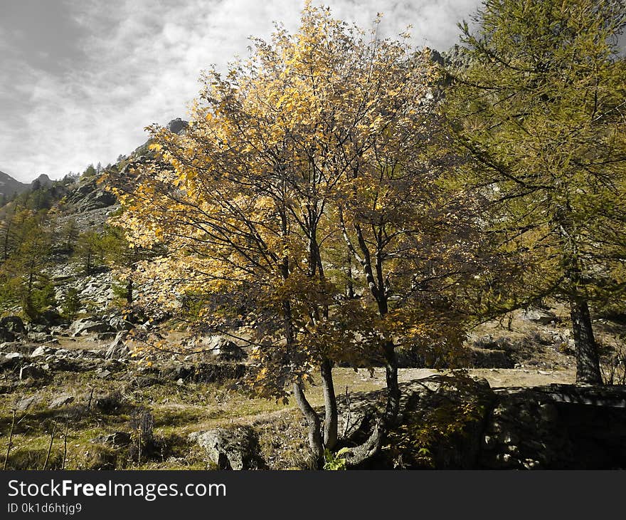 Tree, Nature, Woody Plant, Vegetation