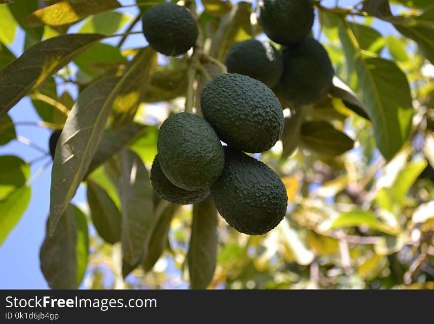 Fruit, Fruit Tree, Tree, Plant