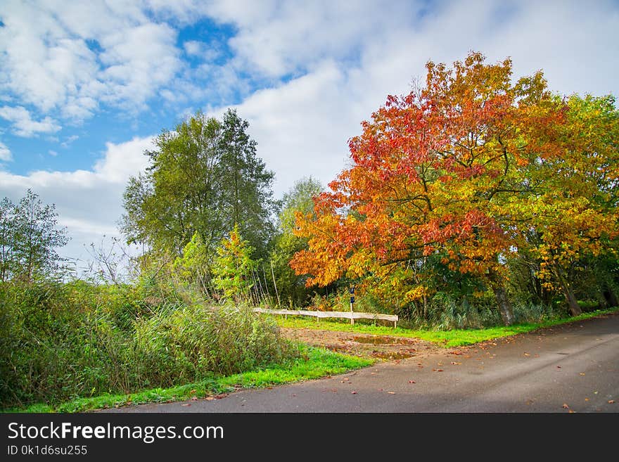 Leaf, Nature, Autumn, Sky