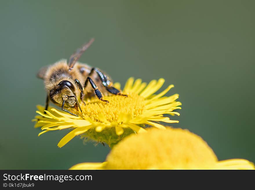 Honey Bee, Bee, Insect, Pollen