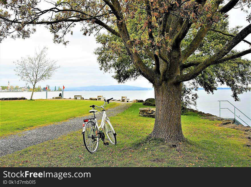 Land Vehicle, Tree, Bicycle, Woody Plant