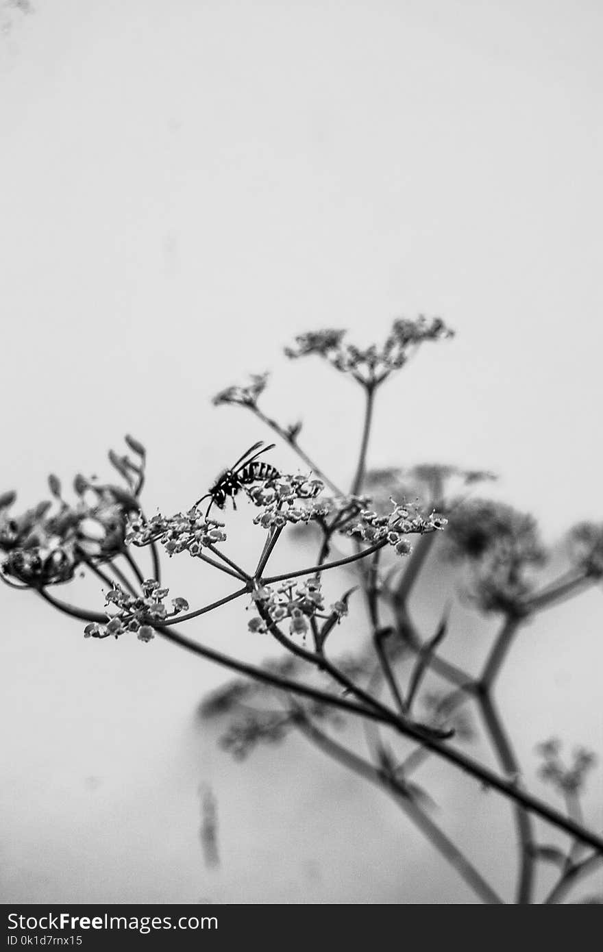 Branch, Black And White, Monochrome Photography, Twig