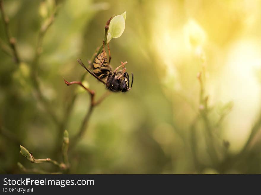 Insect, Macro Photography, Fauna, Invertebrate