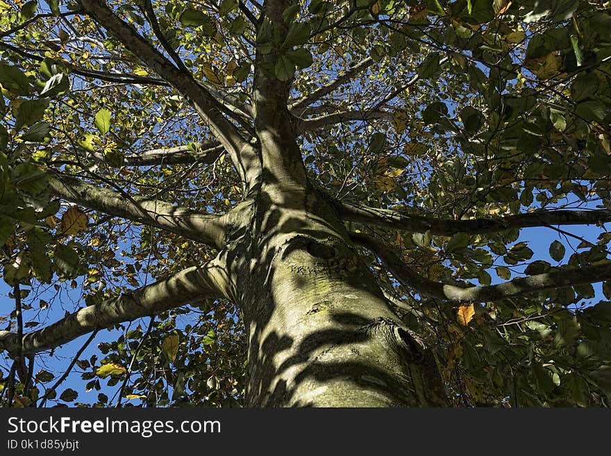 Tree, Branch, Woody Plant, Leaf