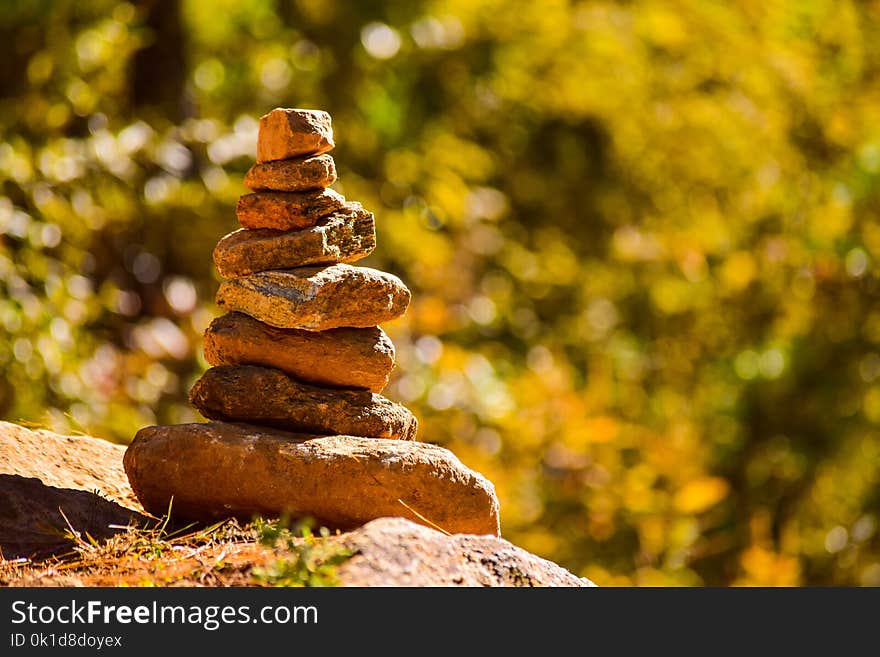 Leaf, Rock, Tree, Wood