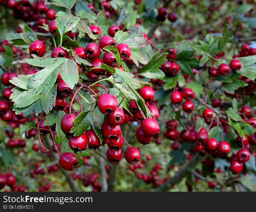 Berry, Plant, Hawthorn, Chinese Hawthorn