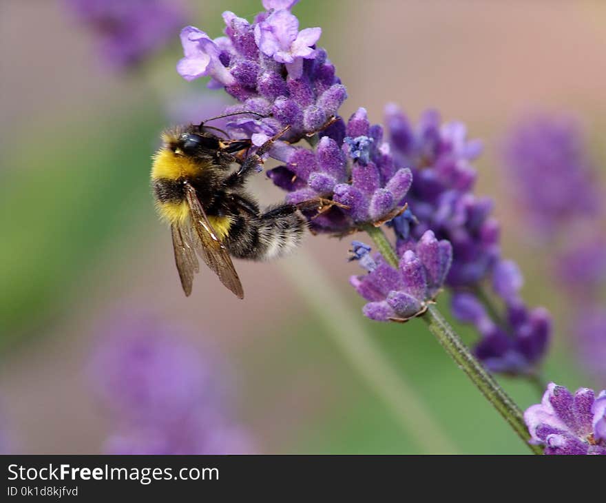 Bee, Honey Bee, English Lavender, Bumblebee