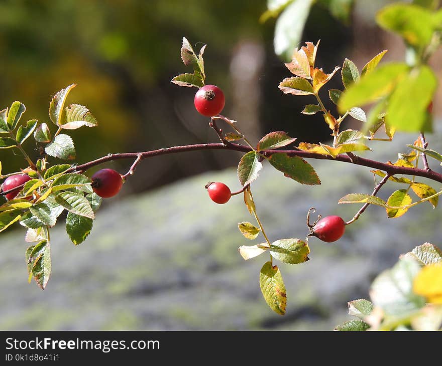 Plant, Cherry, Berry, Rose Hip