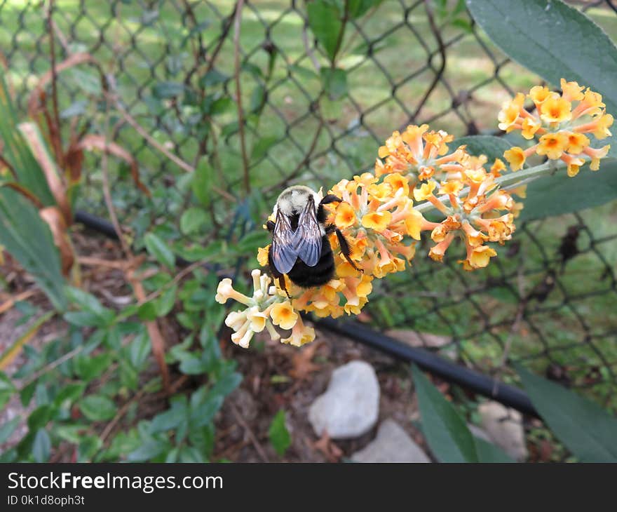 Flora, Insect, Pollinator, Membrane Winged Insect