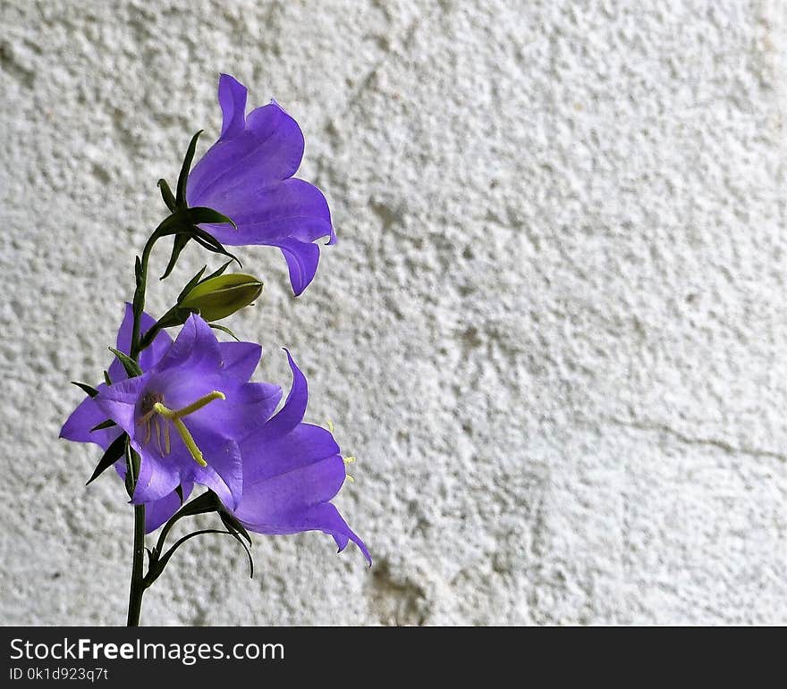 Flower, Flora, Plant, Violet