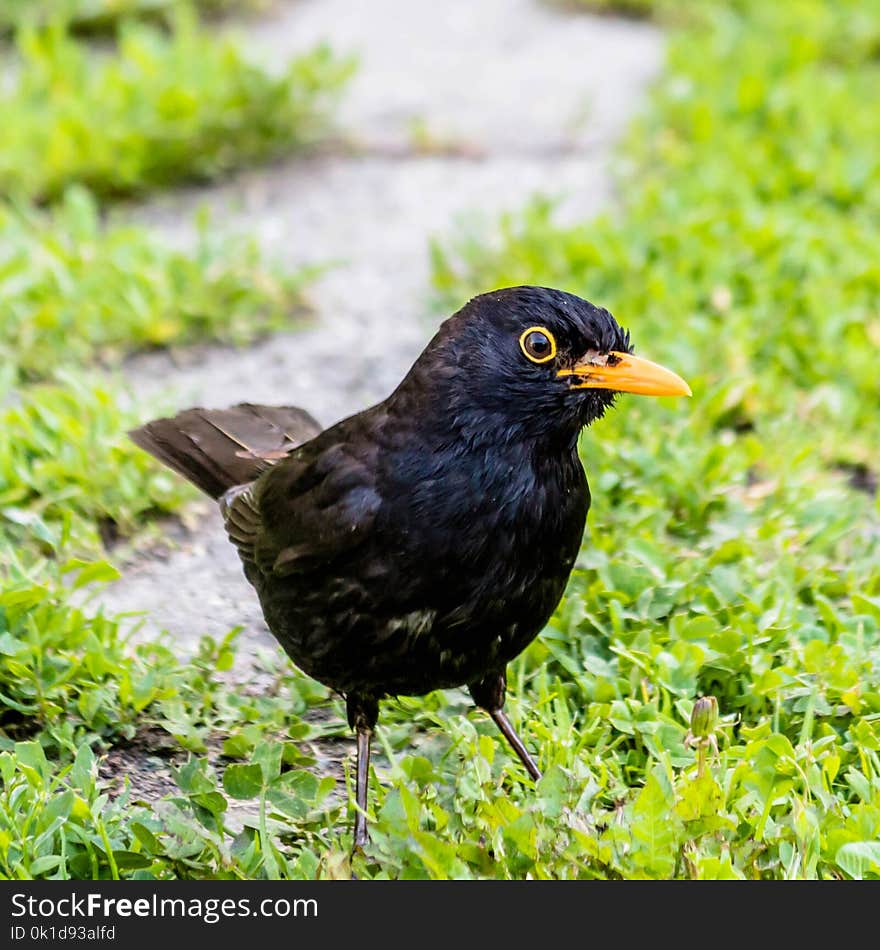 Bird, Blackbird, Beak, Fauna