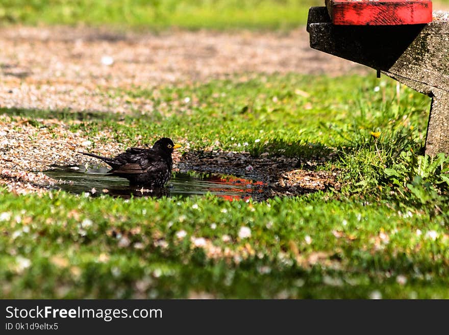 Bird, Leaf, Fauna, Grass