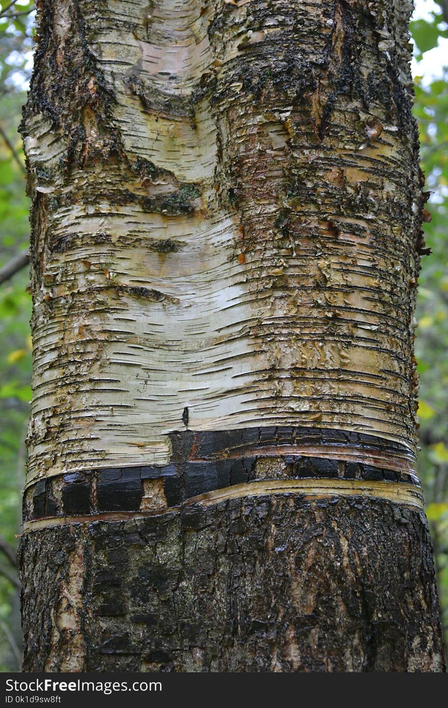 Tree, Trunk, Woody Plant, Plant