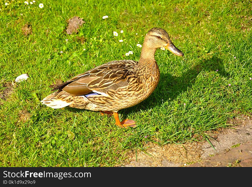 Bird, Duck, Mallard, Fauna