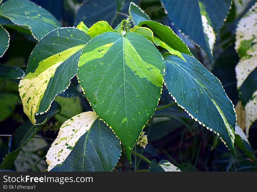 Leaf, Plant, Water