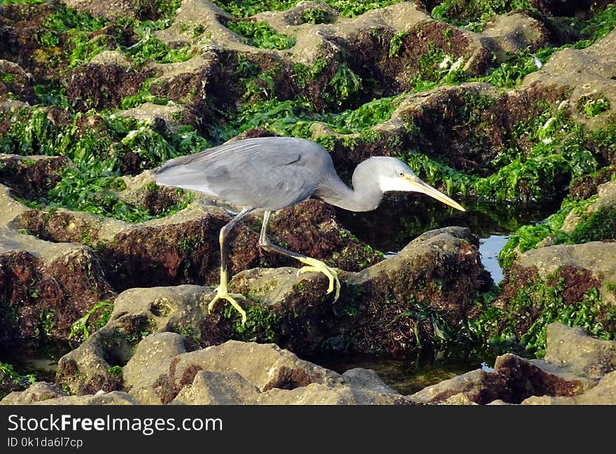 Ecosystem, Nature Reserve, Fauna, Bird