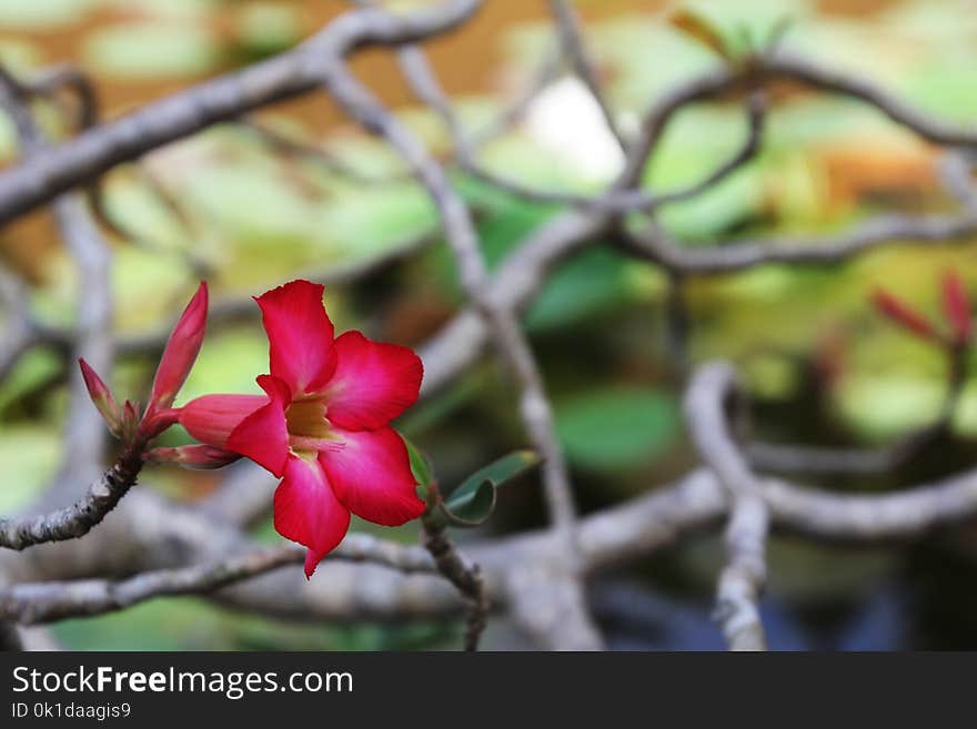 Plant, Flower, Branch, Flora