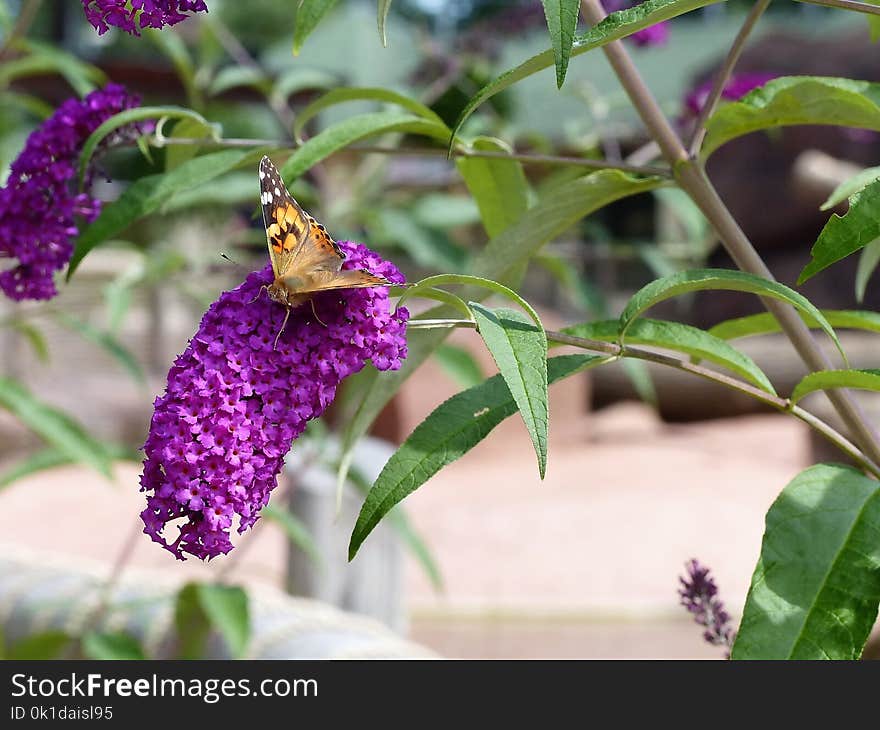 Butterfly, Flora, Insect, Pollinator