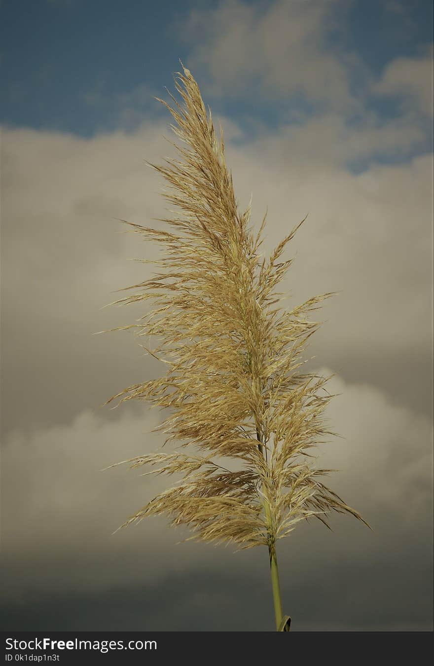 Sky, Grass Family, Cloud, Atmosphere Of Earth