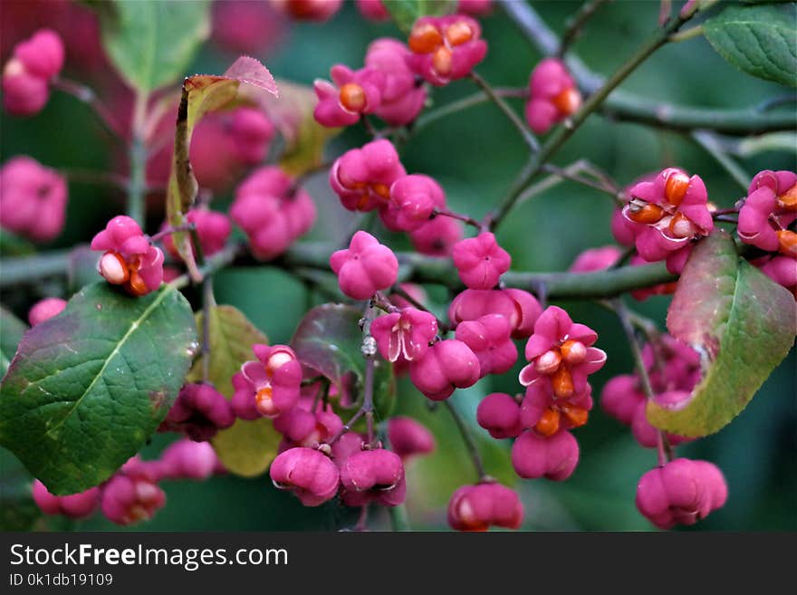 Flora, Plant, Berry, Hawthorn