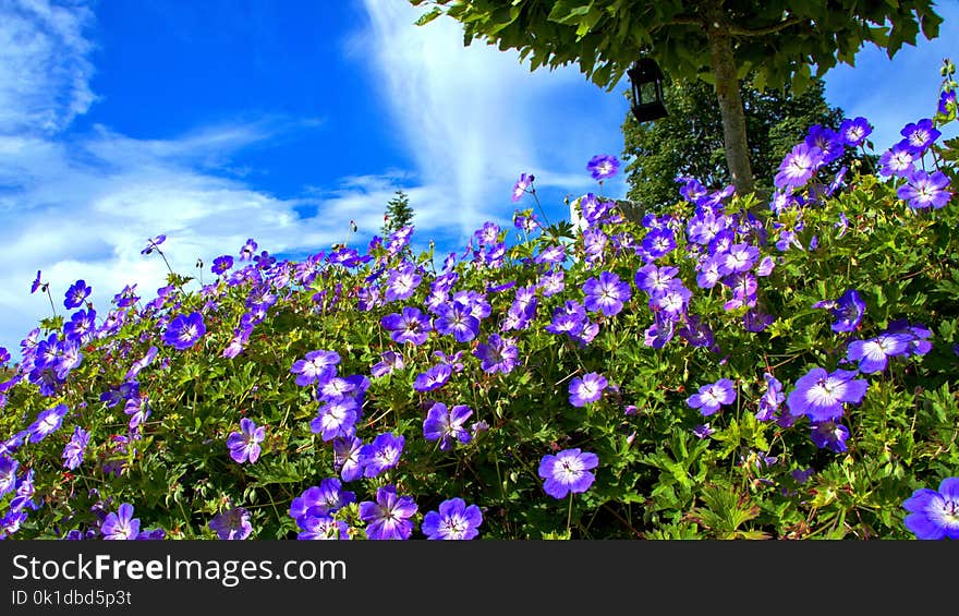 Flower, Blue, Plant, Flora