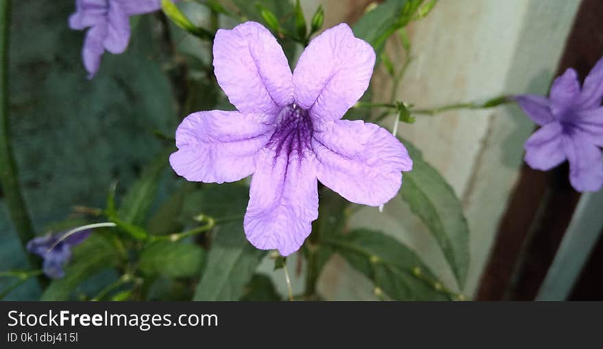 Flower, Flora, Plant, Purple