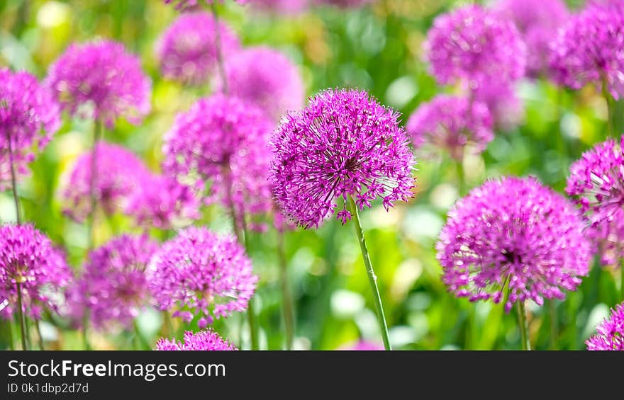 Flower, Pink, Plant, Purple