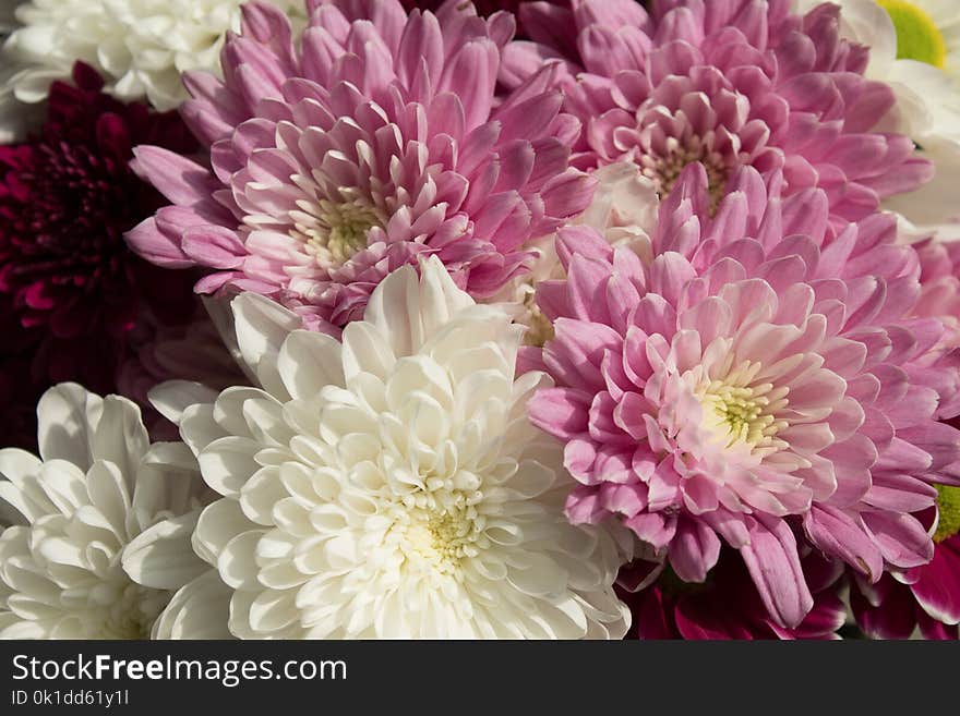 Flower, Pink, Flowering Plant, Purple