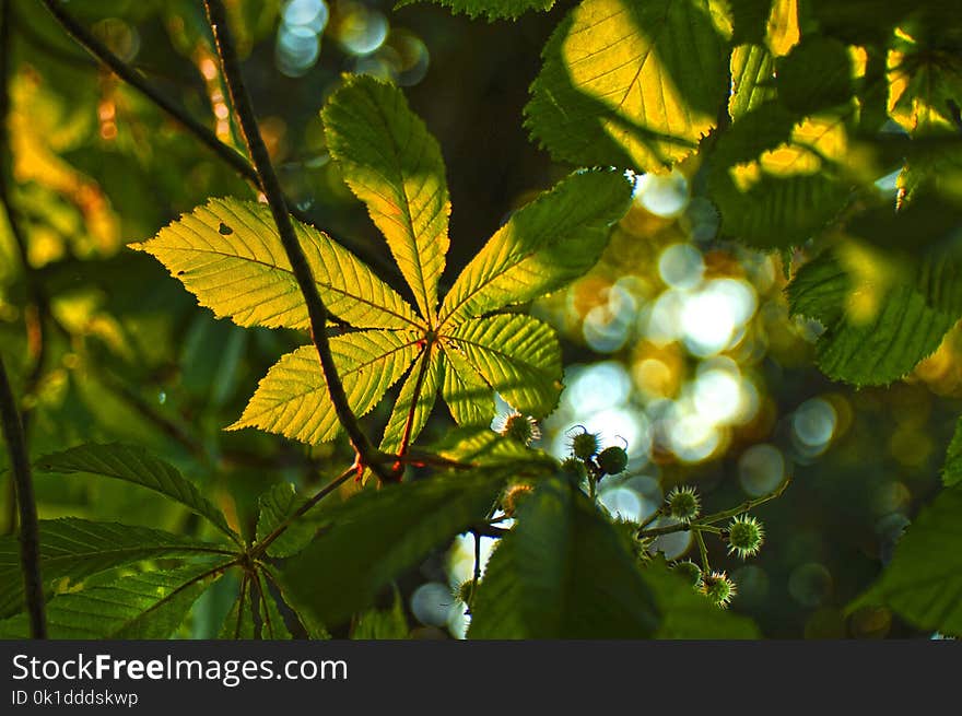 Leaf, Vegetation, Sunlight, Deciduous