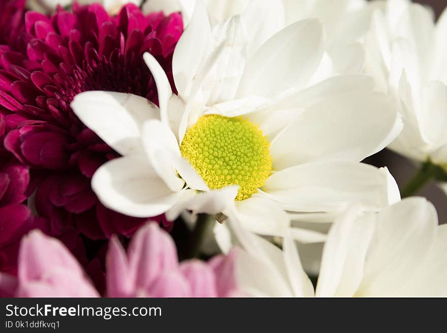 Flower, White, Yellow, Flowering Plant