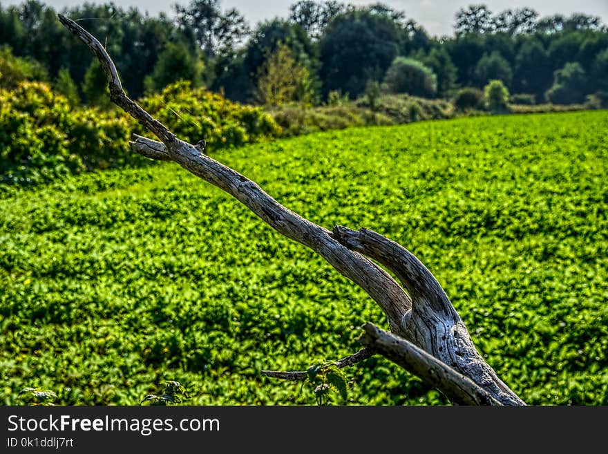 Ecosystem, Vegetation, Nature Reserve, Grass