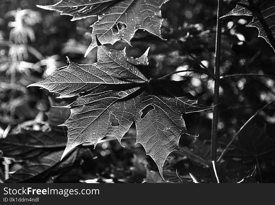 Leaf, Black And White, Monochrome Photography, Plant