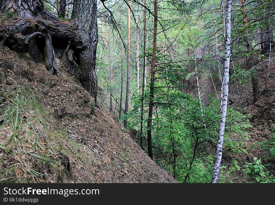 Woodland, Ecosystem, Tree, Nature Reserve