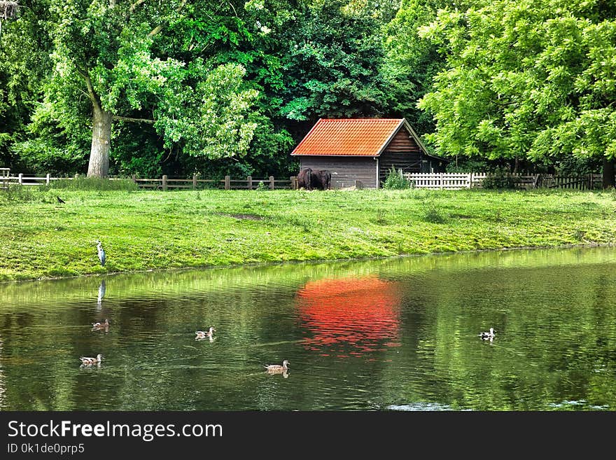 Reflection, Water, Nature, Green