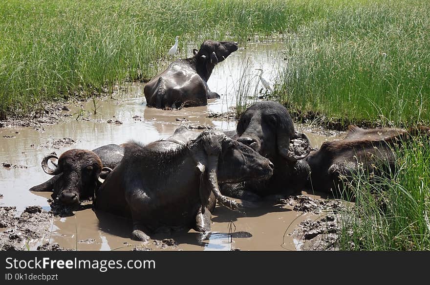 Wildlife, Water Buffalo, Grass, Terrestrial Animal