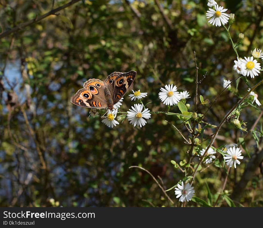 Butterfly, Flower, Moths And Butterflies, Flora