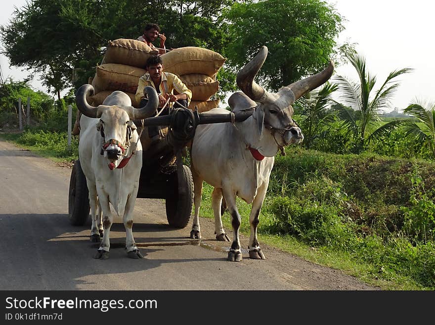 Cattle Like Mammal, Horn, Ox, Cow Goat Family