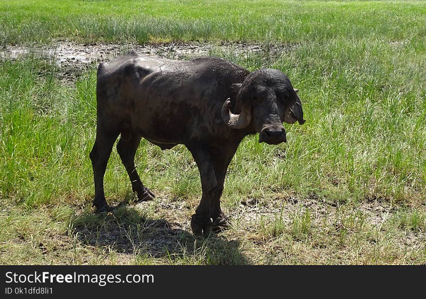 Cattle Like Mammal, Grazing, Pasture, Grass