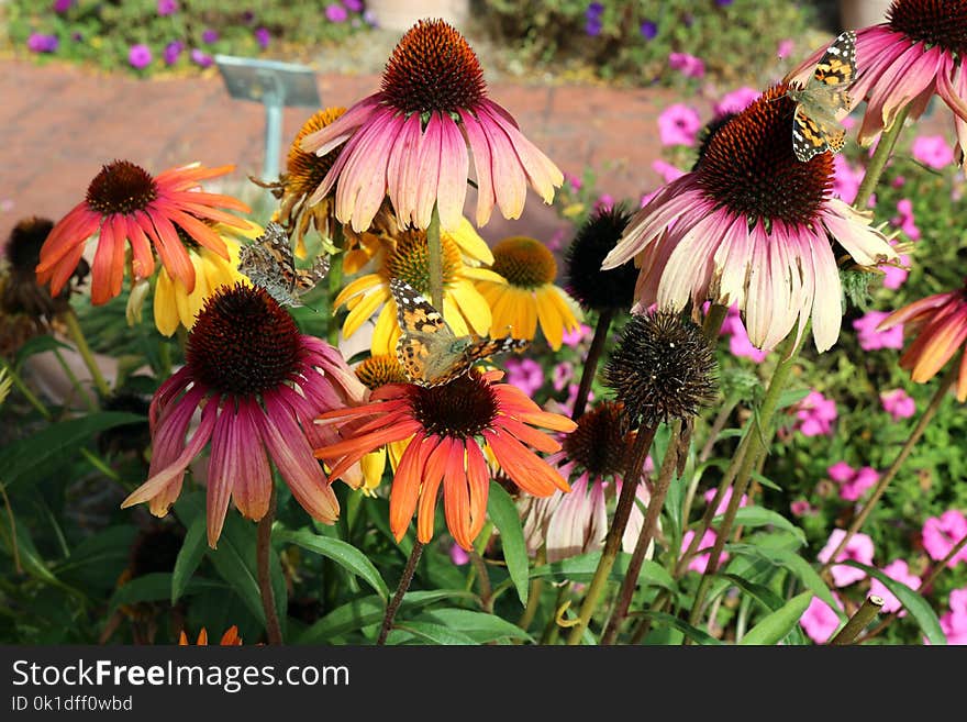 Plant, Flower, Coneflower, Flowering Plant