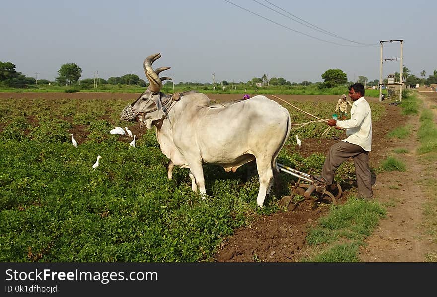 Cattle Like Mammal, Agriculture, Rural Area, Field