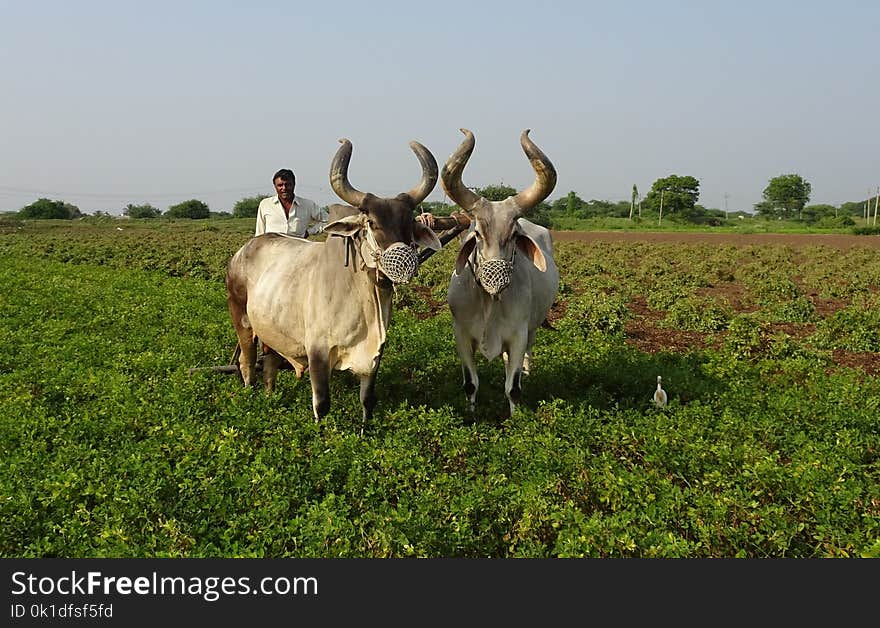 Cattle Like Mammal, Horn, Pasture, Ecosystem