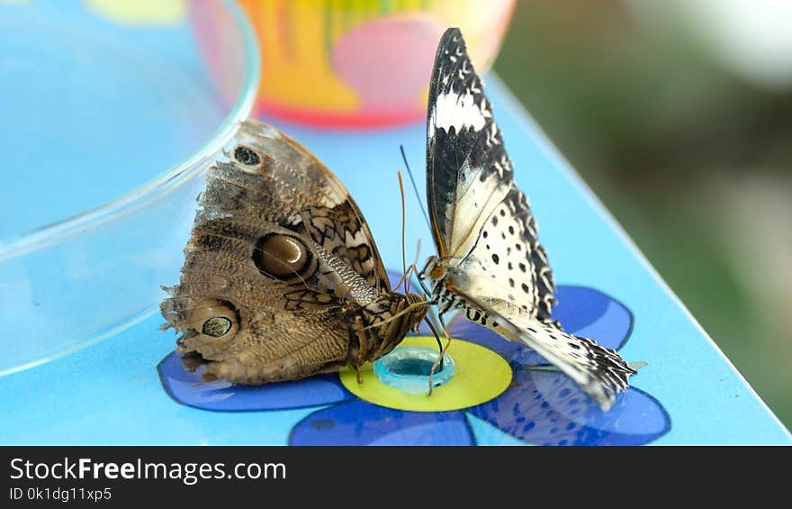 Moths And Butterflies, Butterfly, Insect, Invertebrate