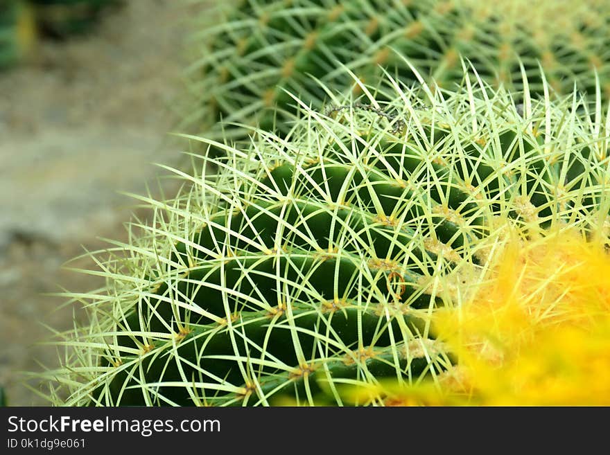 Plant, Vegetation, Thorns Spines And Prickles, Cactus