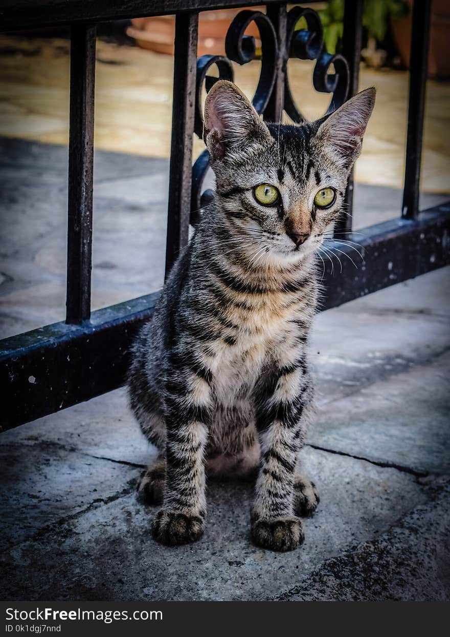 Cat, Mammal, Small To Medium Sized Cats, Whiskers