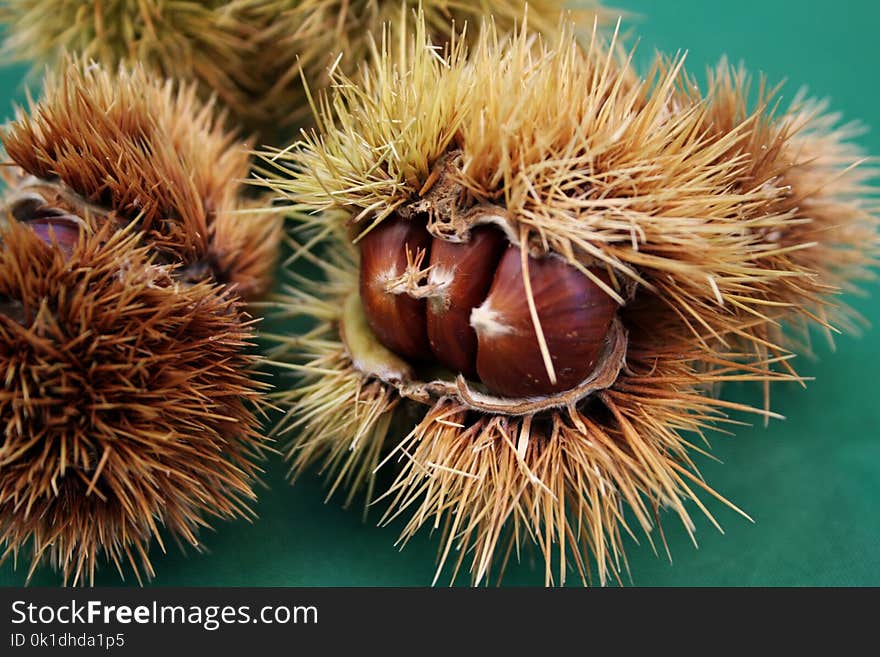 Chestnut, Nut, Nuts & Seeds, Ingredient